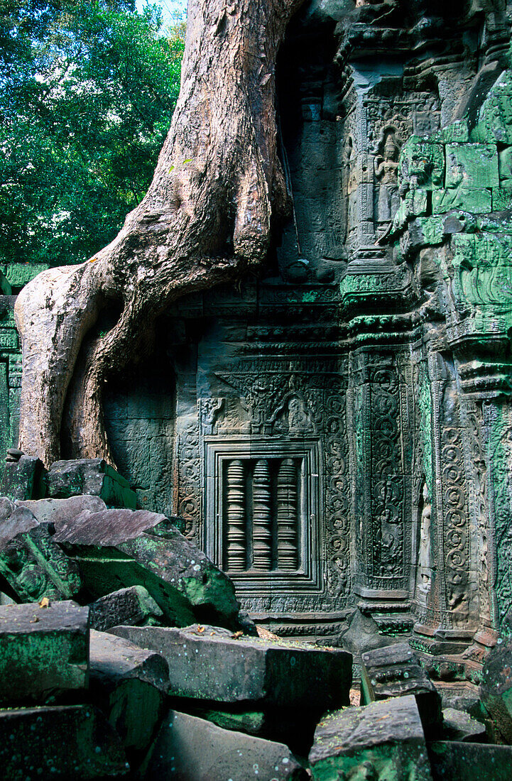 Ta Prohm Temple in Angkor Wat Temple complex. Angkor. Cambodia