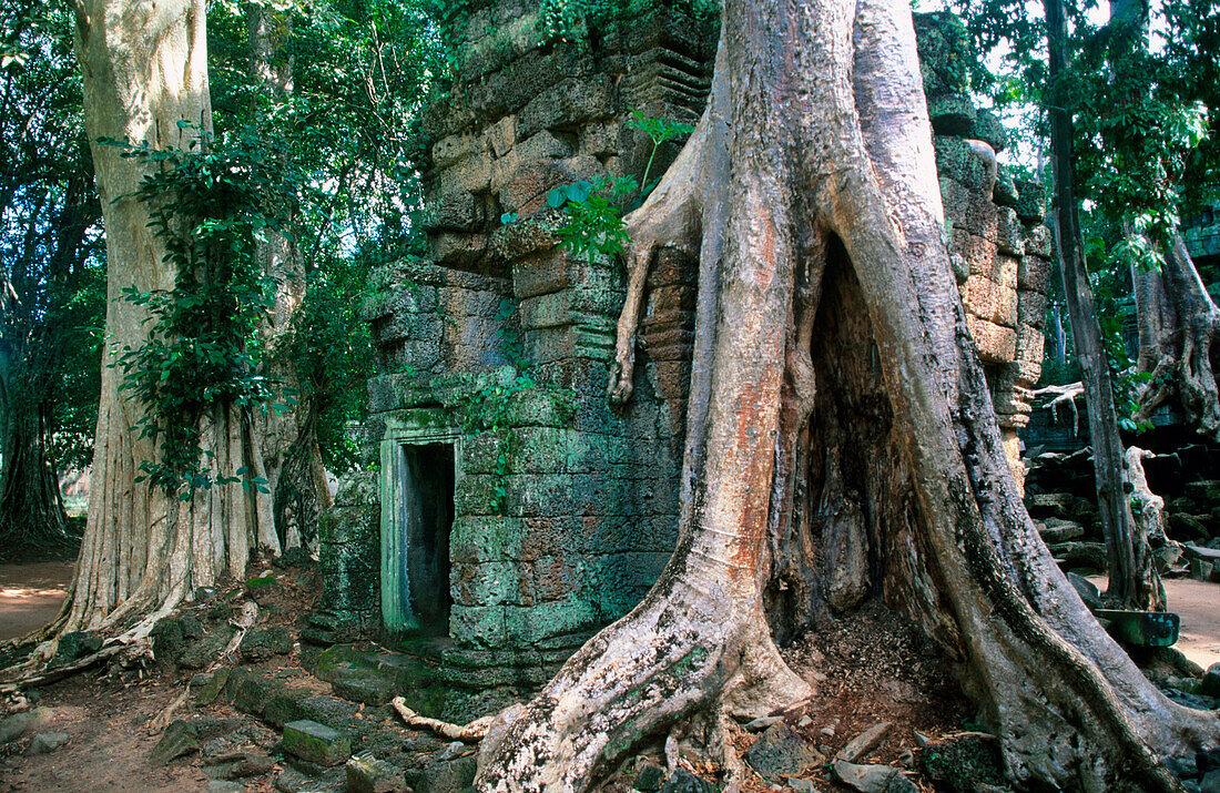Ta Prohm Temple in the Angkor Wat complex. Angkor. Cambodia