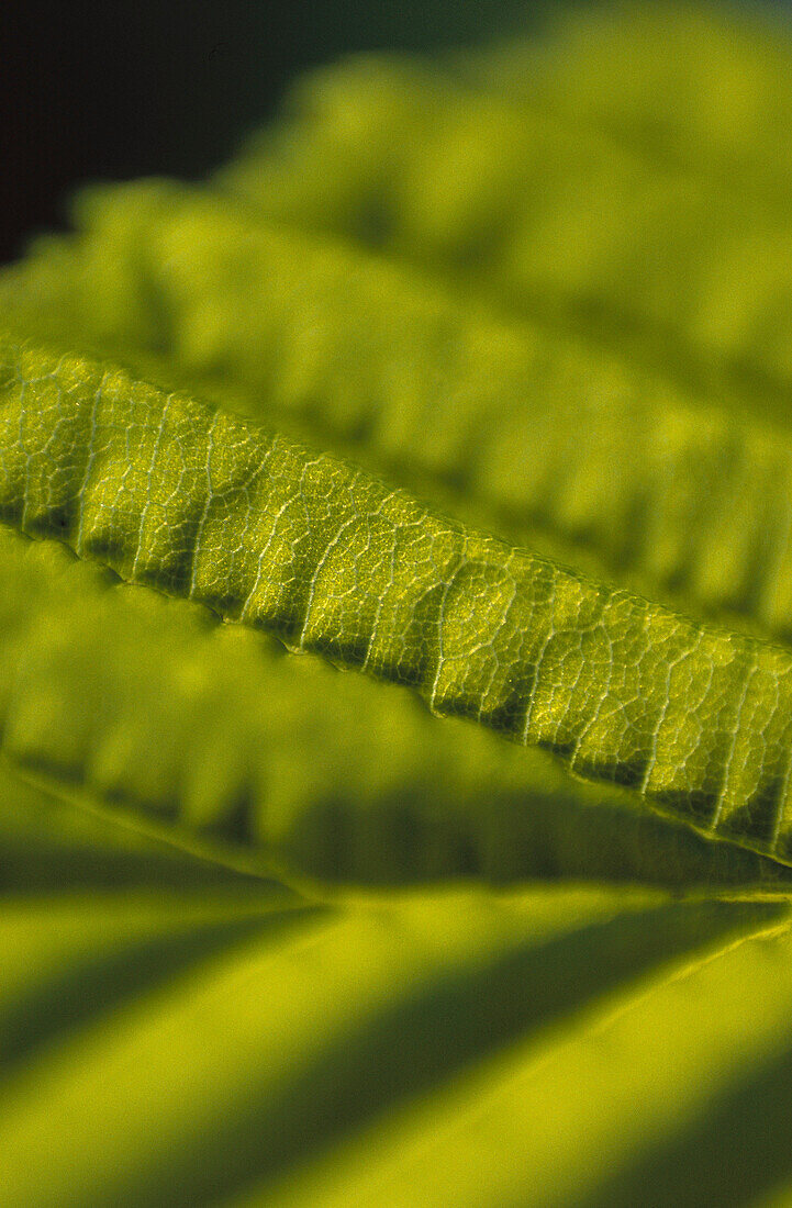 Leaf of Hornbeam (Carpinus betulus)
