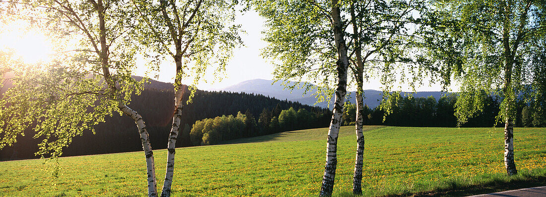 Birches (Betula sp.), Ottmannszell, Lamer Winkel, Bavaria, Germany