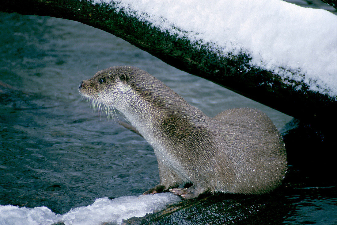 Canadian River Otter (Lutra canadensis). Bavarian Forest. Germany