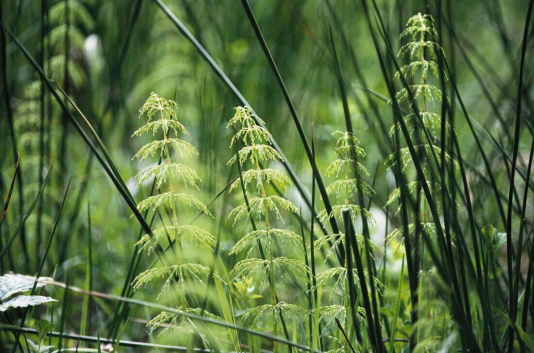 Horsetail (Equisetum sp.). Bavarian Forest national park. Germany