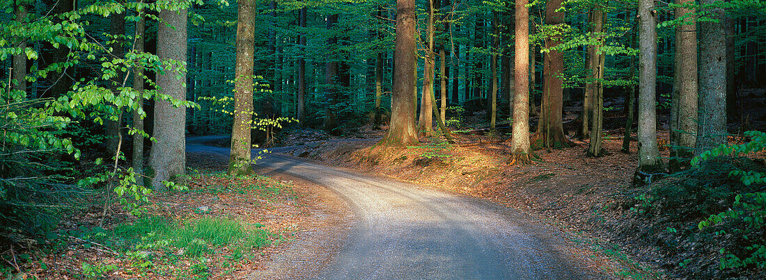 Country road. Bavaria. Germany