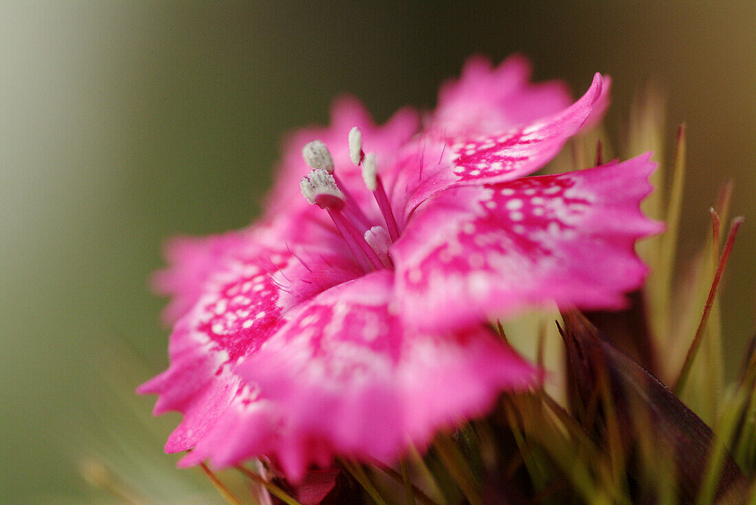 Sweet William flower (Dianthus barbatus)