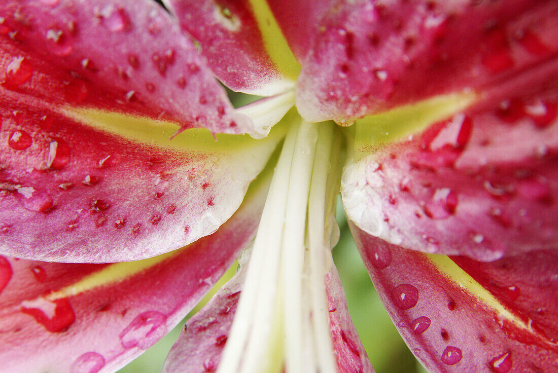 Lily (Lilium sp.) after summer rain