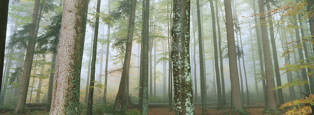 Forest with beeches (Fagus sylvatica) and spruces (Picea abies). Bayerischer Wald Nationalpark. Bavaria. Germany