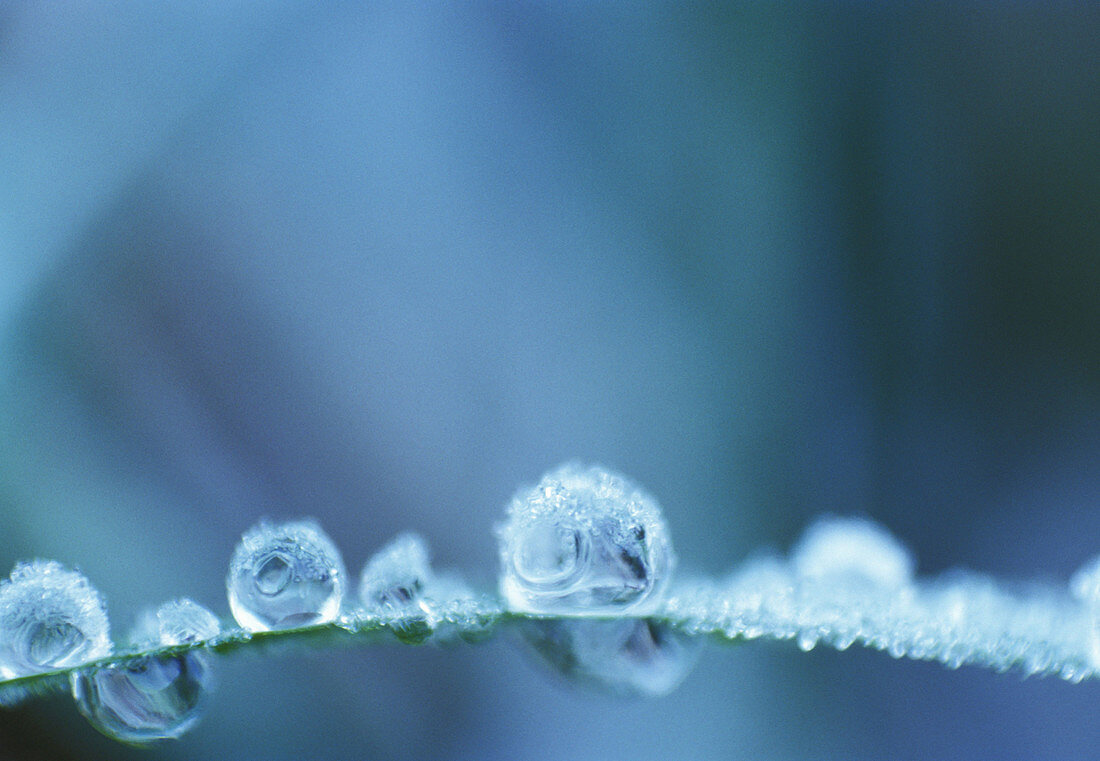 Freezing dew-drops on grasses