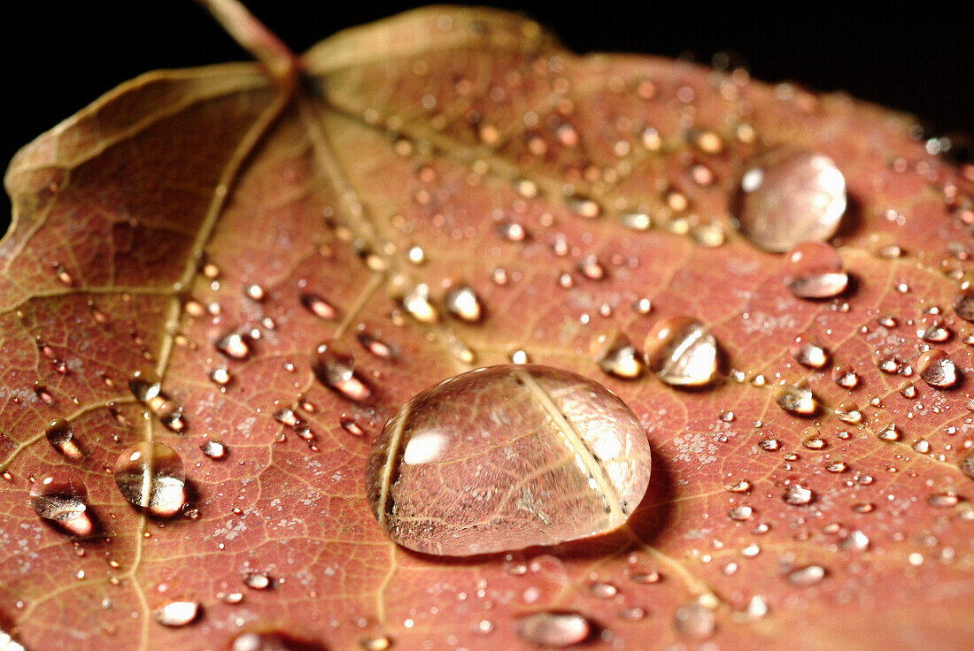 Dew on autumn leaf