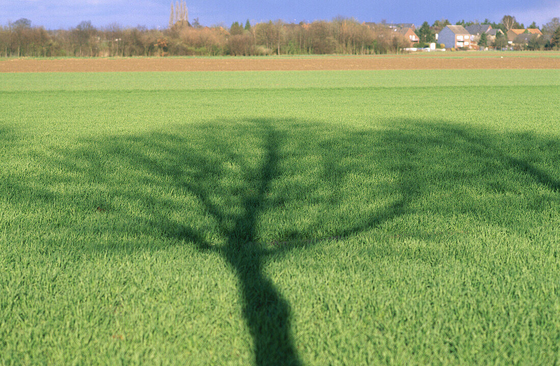 Landscape with cereal seed. North Rhine Westphalia, Germnay