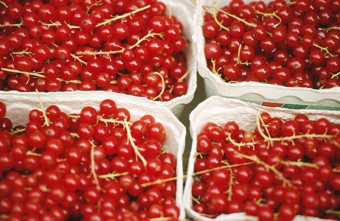 Redcurrants on a market in Ratisboen. Bavaria, Germany