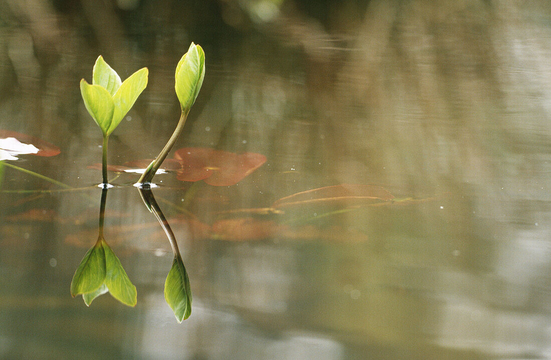 Buckbean (Menyanthes trifoliata). North Rhine Westphalia, Alemania