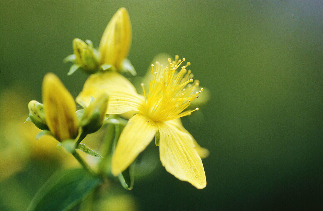 St. John s Wort (Hypericum perforatum). Medicinal plant. Bavaria, Germany