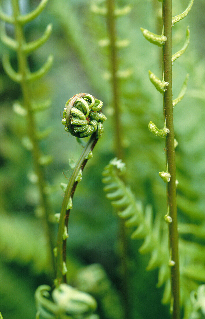 Fern