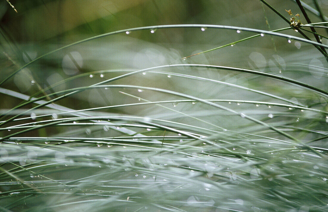 Dew covered grasses, Germany