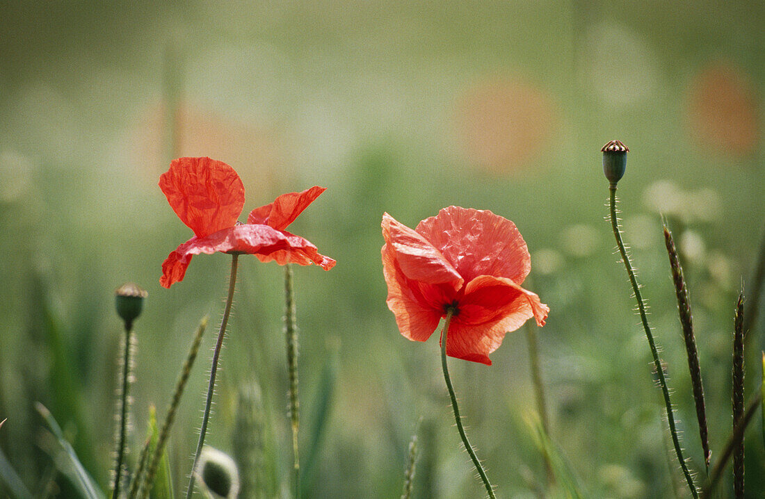 Meadow with poppies (Papaver rhoeas). Germany