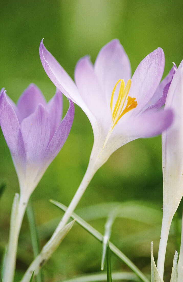 Crocus tommasianus, Germany