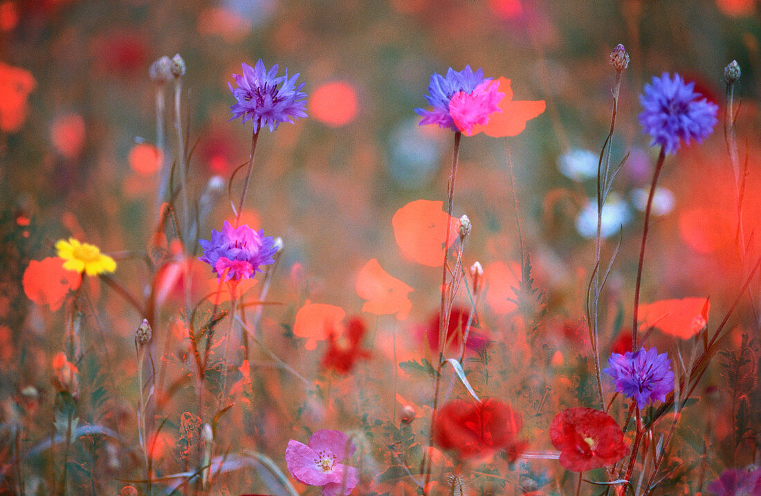 meadow with corn flowers and poppies (Papaver rhoeas), Germany