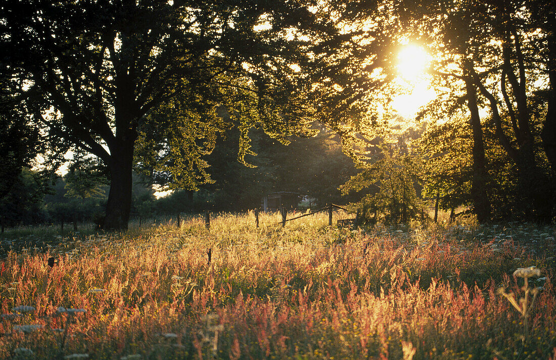 Meadow at sunset. Ardennes, Belgium