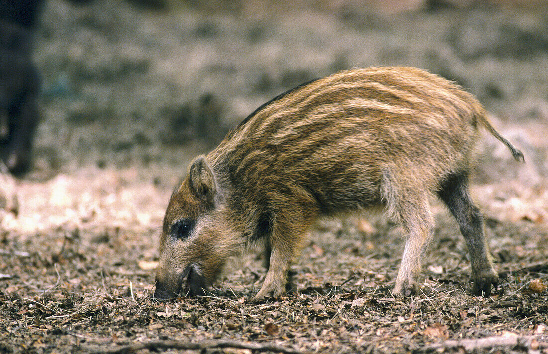 young wild boar (Sus scrofa). Bavarian Forest, Bavaria, Germany
