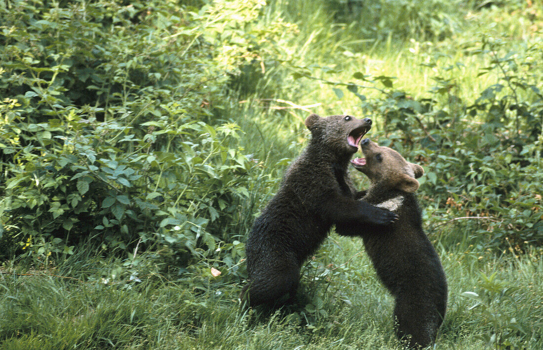 Brown Bear cubs (Ursus arctos) having a playfight. Captive. Bavarian Forest, Bavaria, Germany