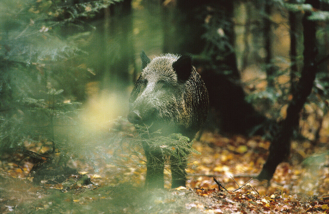 Wild boar (Sus scrofa). Bavarian Forest. Bavaria, Germany