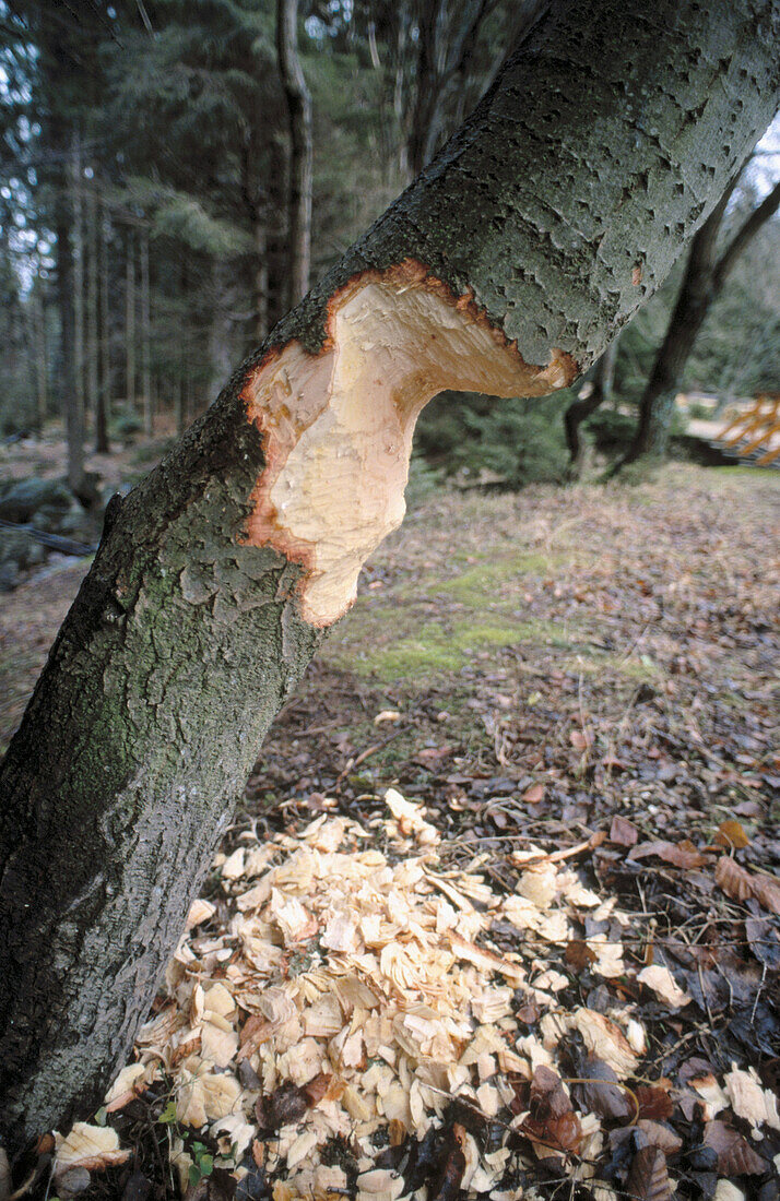 Tree felled by a beaver. Bavarian Forest. Bavaria, Germany