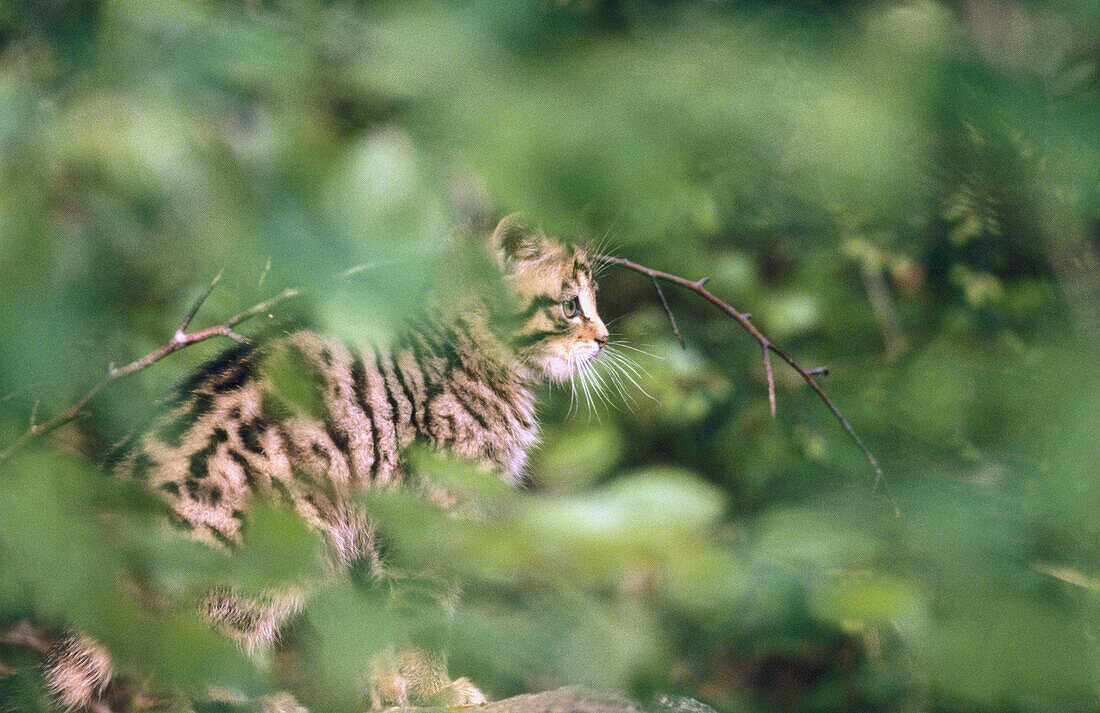 Wildcat (Felis silvestris). Bavarian Forest. Bavaria, Germany