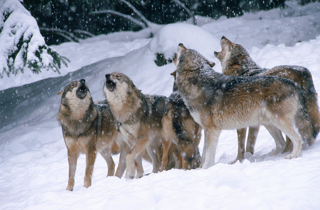 Wolves (Canis lupis). Bavarian Forest. Bavaria, Germany
