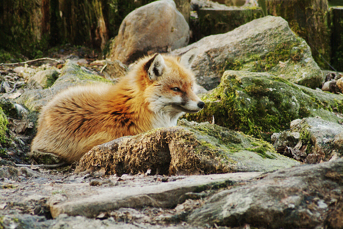 Red Fox (Vulpes vulpes). Bavarian Forest, Upper Palatinate. Bavaria, Germany