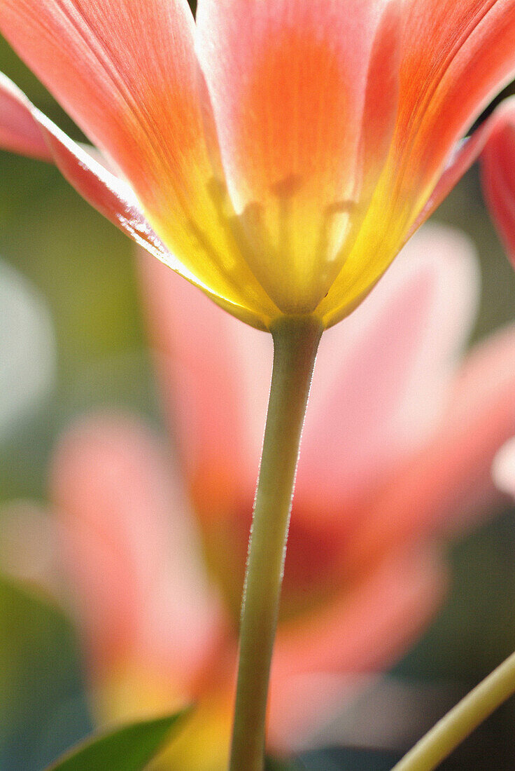 Tulips (Tulipa sp.). Bavarian Forest, Upper Palatinate. Bavaria, Germany