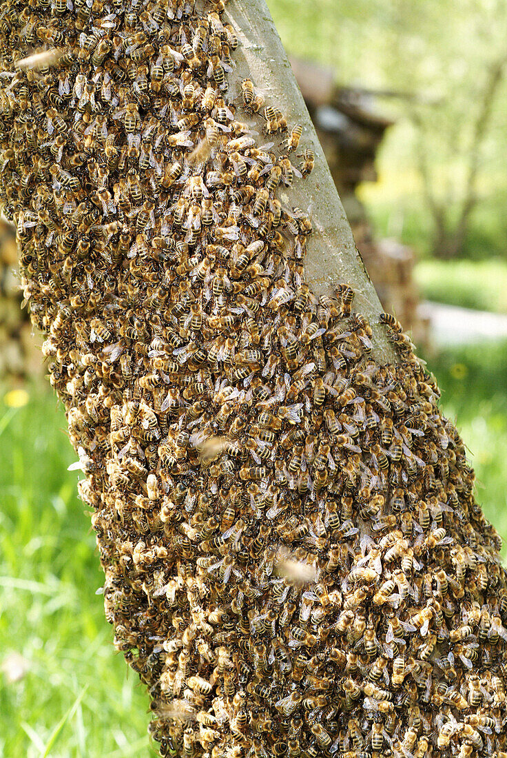 Swarming bees (Apis mellifera) have assembled themselves around a flowering apple tree. Upper Palatinate. Bavaria. Germany