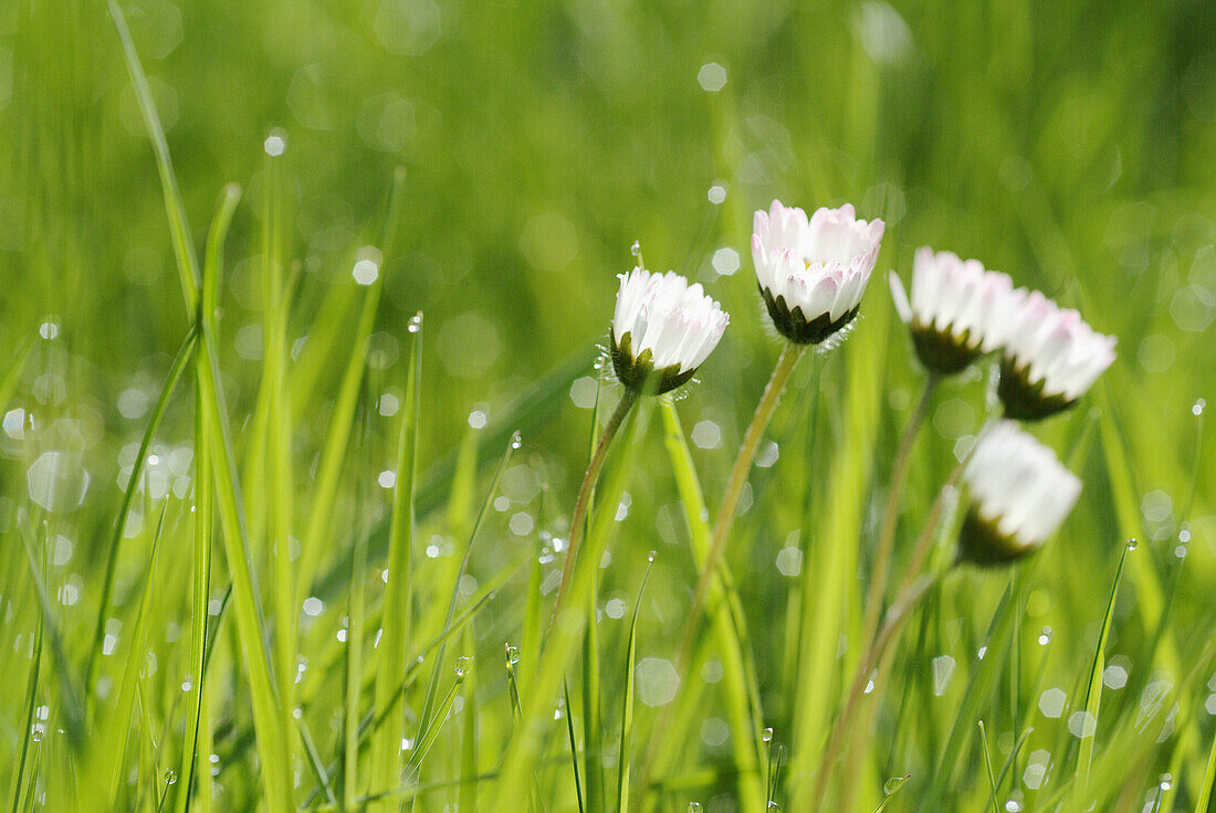 Daisies (Bellis perennis) in a meadow. Bavaria. Germany