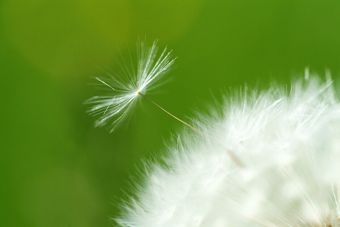 Dandelion seed (Taraxacum orientale). Bavaria. Germany