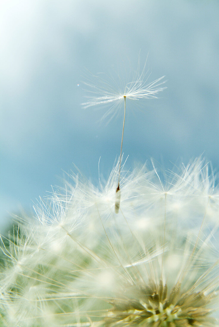 Dandelion seed (Taraxacum orientale). Bavaria. Germany