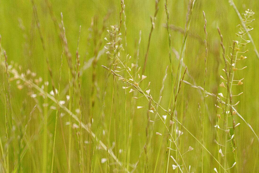 Grasses and seed of Shepherd s Purse (Capsella bursa-pastoris) Bavaria. Germany