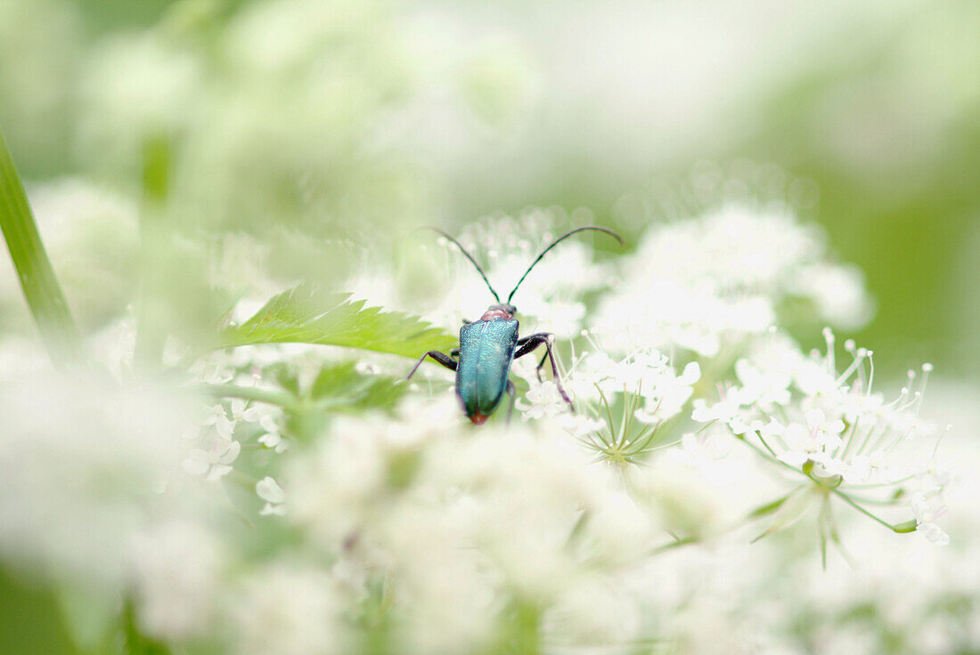Beetle (family: Chrysomelidae). Bavarian Forest National Park. Bavaria. Germany