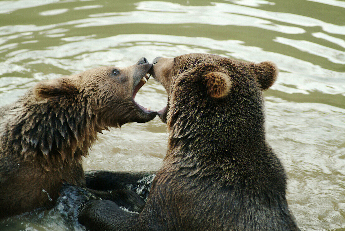 One and a half years old brown bears (Ursus arctos) having a play-fight. Captives. Bavarian Forest National Park. Bavaria. Germany
