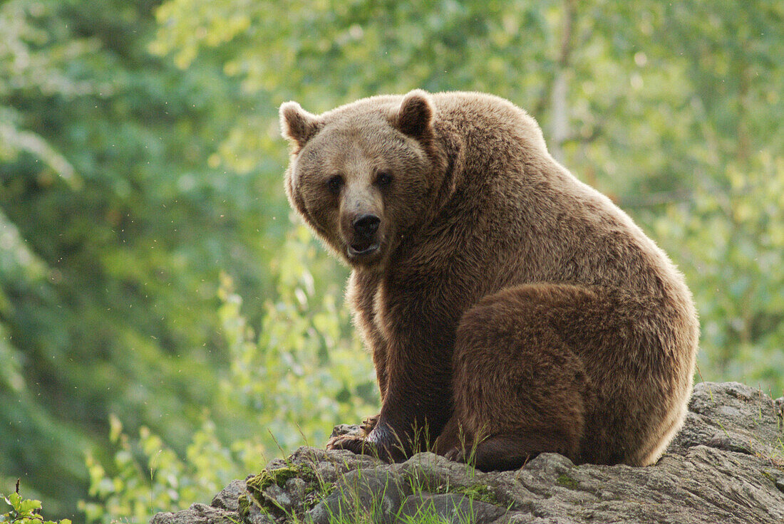 Female brown bear (Ursus arctos) standing on a rock. Captive. Bavarian Forest National Park. Bavaria. Germany