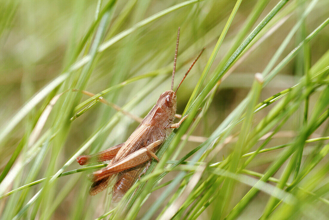 Grasshopper in a meadow, chirping. Upper Palatinate, Bavaria