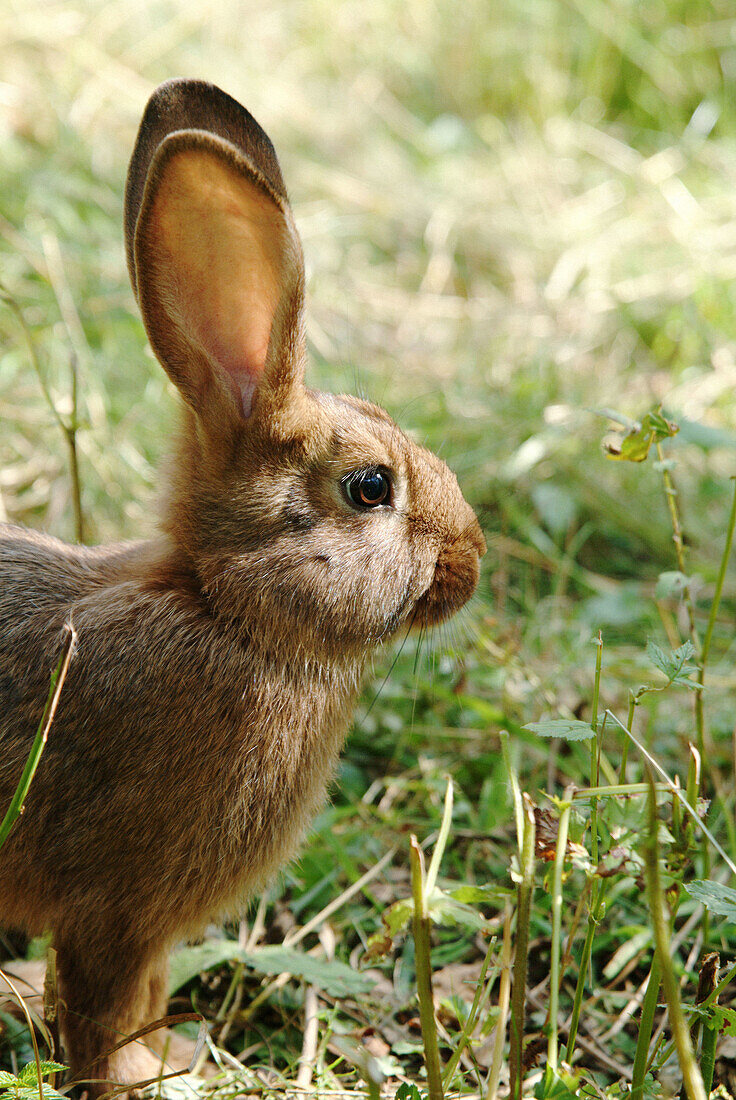 Young rabbit in a garden. Upper Palatinate, Bavaria