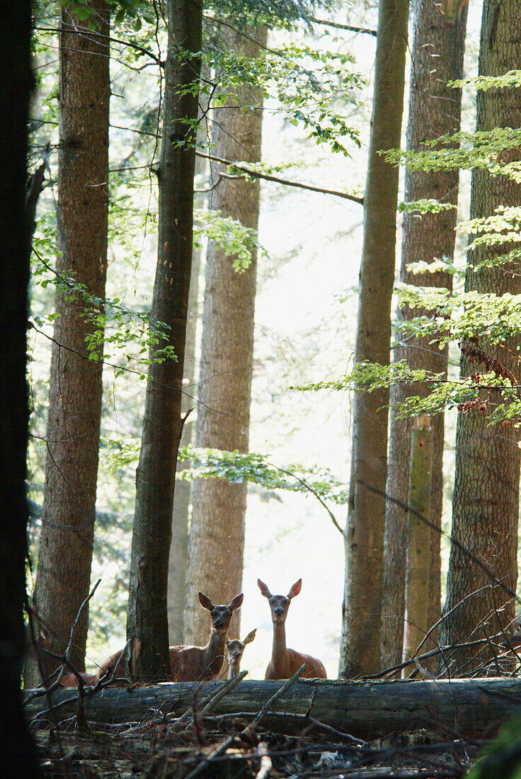 Red deer (Cervus elaphus) three hinds. Bavarian Forest National Park. Bavaria. Germany