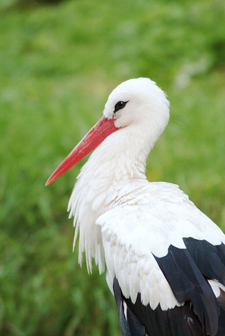 White Stork (Ciconia ciconia). Bavaria. Germany