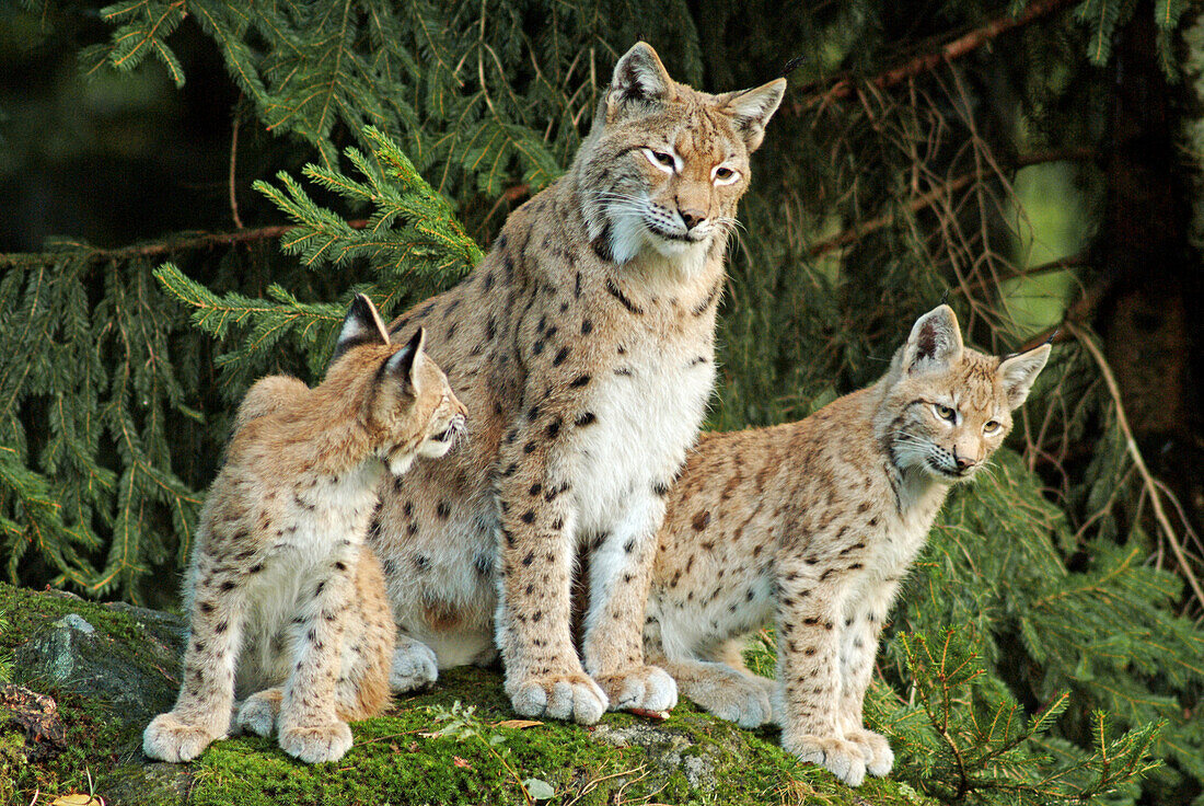 Female lynx (Lynx lynx) with cubs. Bavaria, Germany