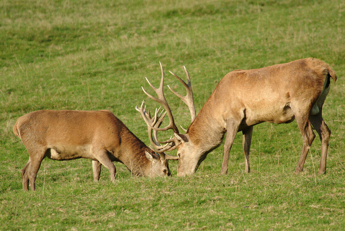 Red deer (Cervus elaphus) in a meadow. Bavaria, Germany