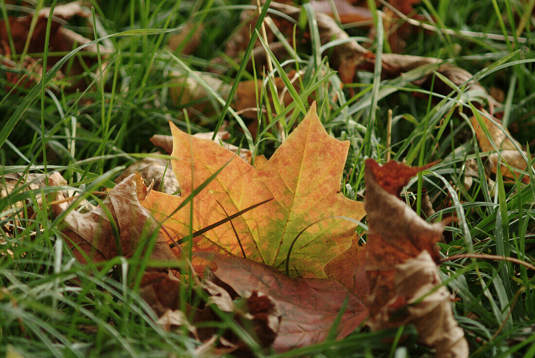 Oak leaves (Quercus rubra) on a meadow, autumn. Bavaria. Germany.