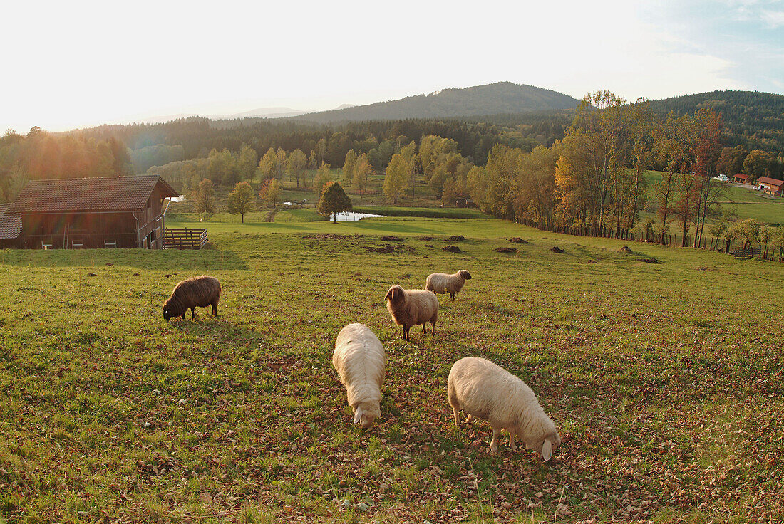 Sheep on a meadow. Bavarian forest. Lower Bavaria. Germany.