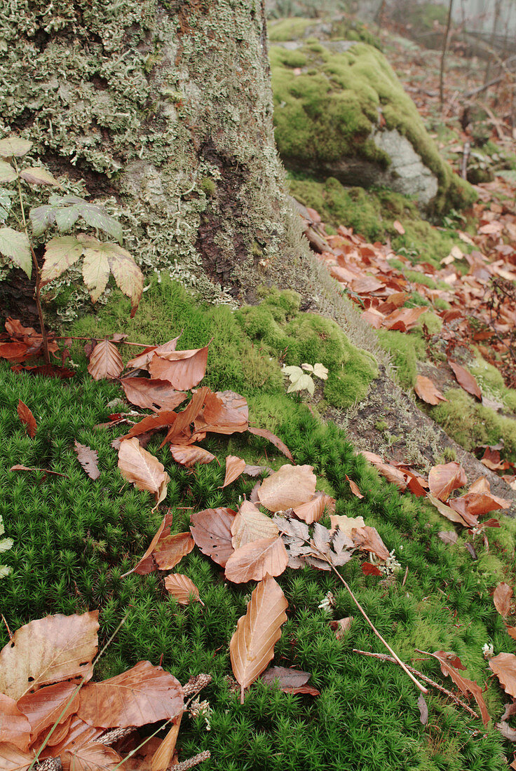 Beech leaves (Fagus sylvatica) lying on moss-covered trunk in autumn. Bavaria. Germany.