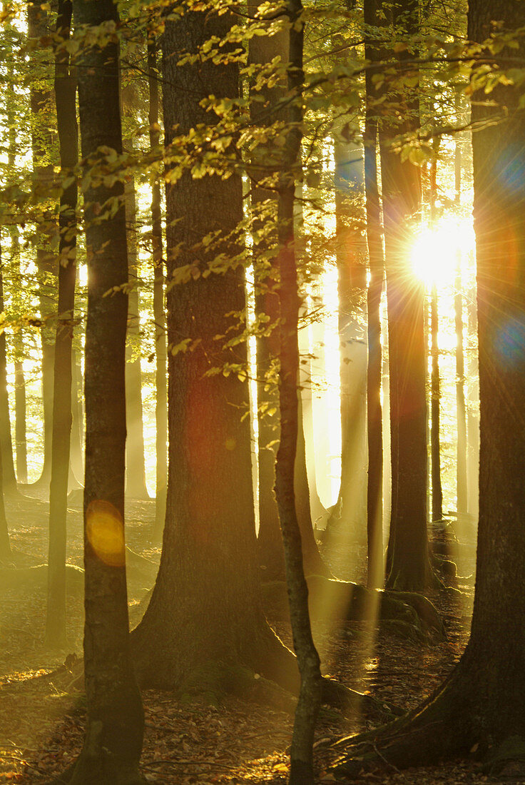 Sunset in beech forest (Fagus sylvatica) in autumn. Bavaria. Germany.