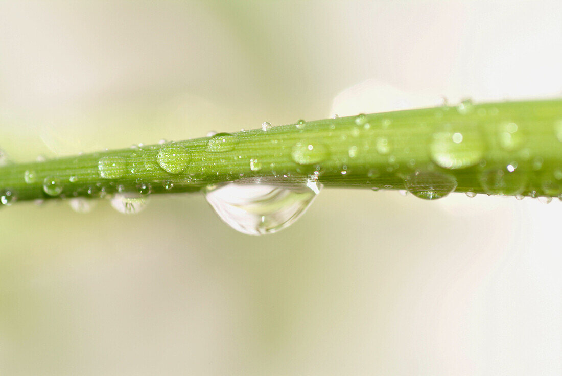 dew drops on wheat grass (Triticum). Bavaria, Germany, Europe