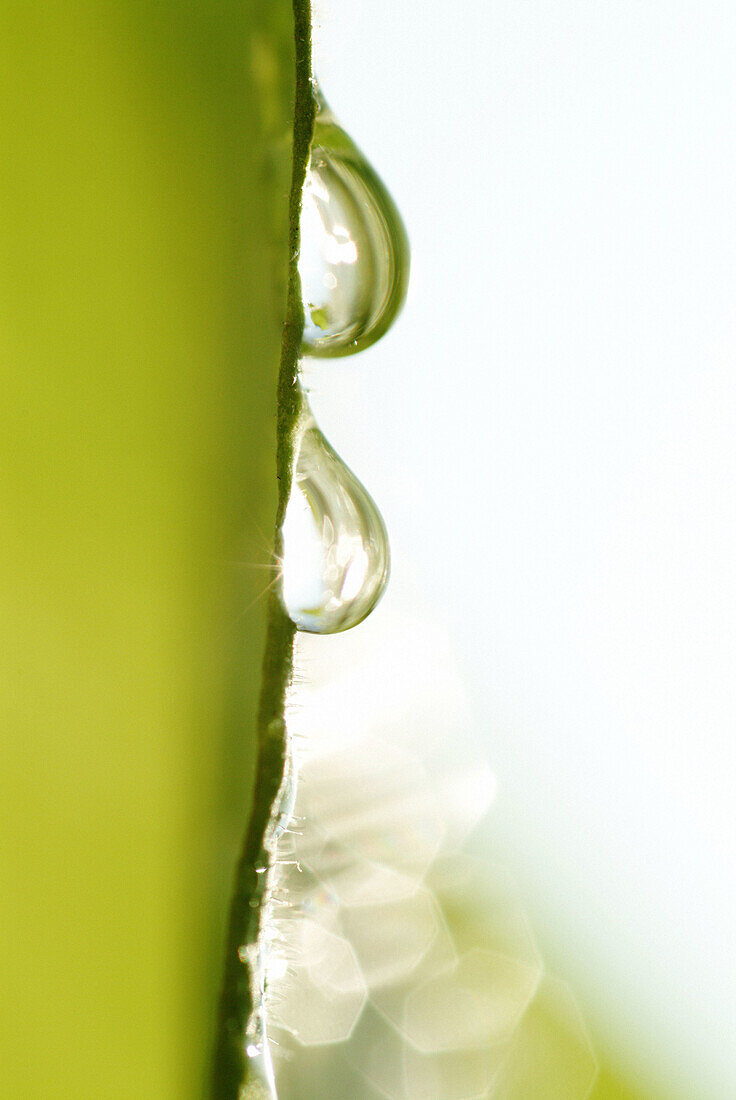 Dew drops on a green leaf